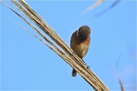 <p>BRAMBORNÍČEK ČERNOHLAVÝ (Saxicola torquata) ------- /African stonechat – Schwarzkehlchen/</p>